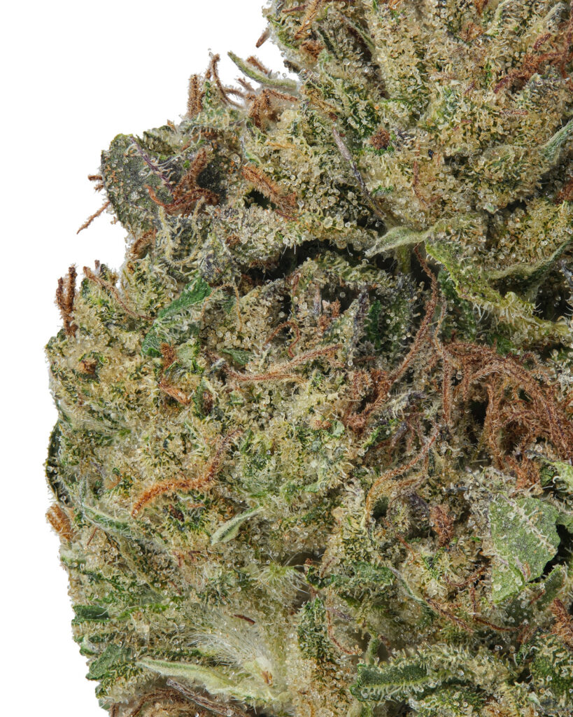 SMALLS | Gary Payton Hydro - THCa 29.959% : Terpenes 2.200% - Hybrid