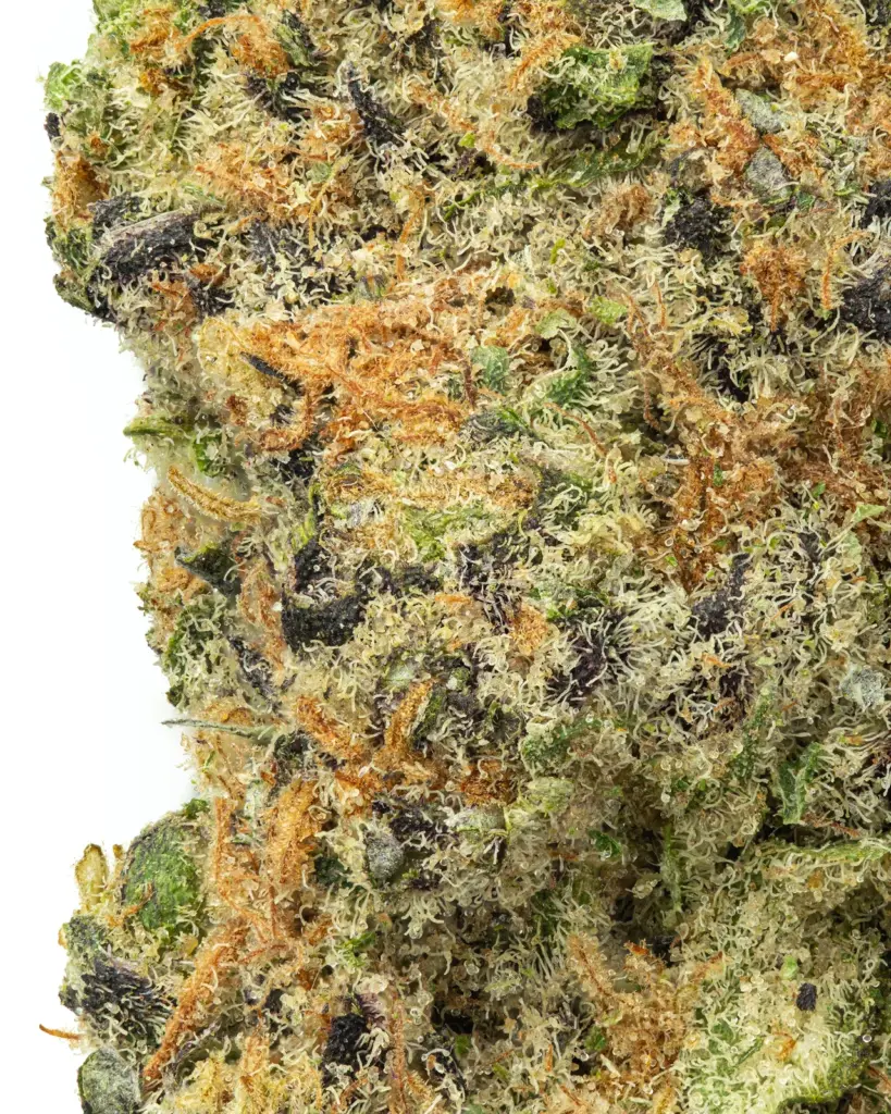 SMALLS | Purple Crack Hydro - THCa 29.905% : Terpenes 2.745% - Sativa